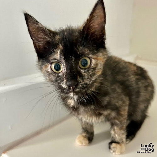 VICTORIA'S SECRET - Domestic Short Hair available for adoption