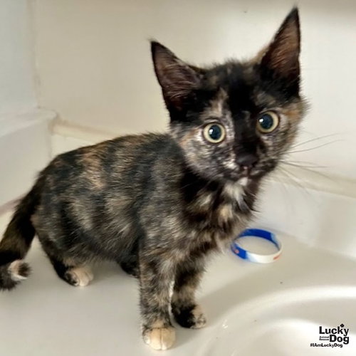 VICTORIA'S SECRET - Domestic Short Hair available for adoption