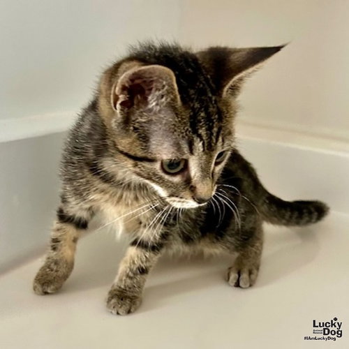 VINNY - Domestic Short Hair available for adoption