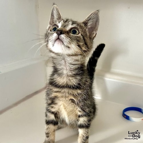 VINNY - Domestic Short Hair available for adoption