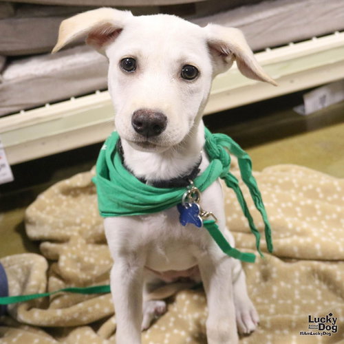 FLAVIA - Labrador Retriever available for adoption