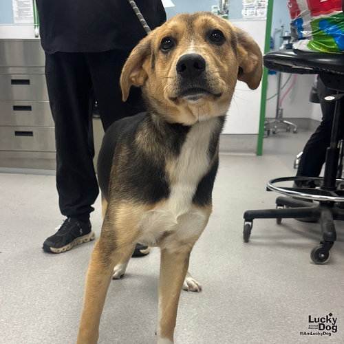 CHARLIE - Shepherd / Retriever available for adoption
