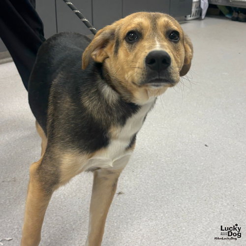 CHARLIE - Shepherd / Retriever available for adoption