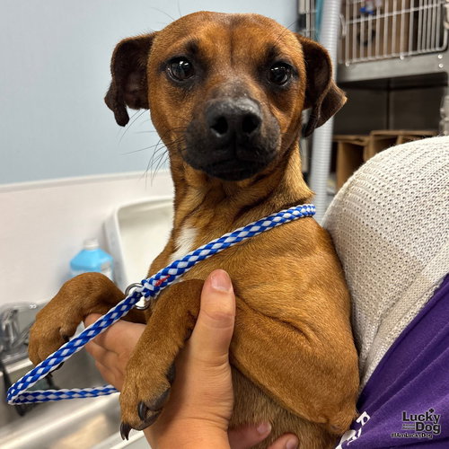 JOHNNY - Dachshund / Jack Russell Terrier available for adoption