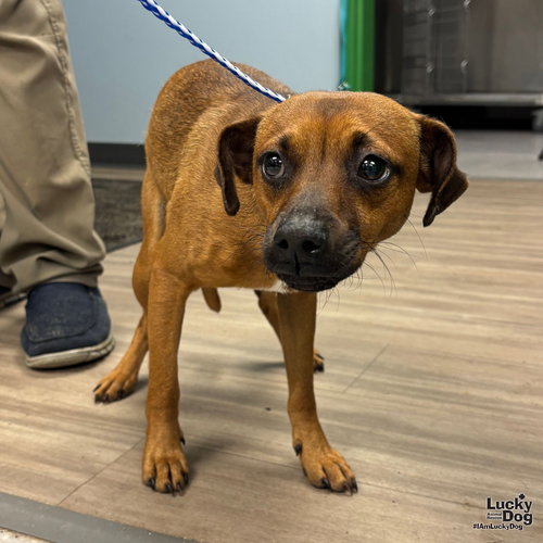 JOHNNY - Dachshund / Jack Russell Terrier available for adoption
