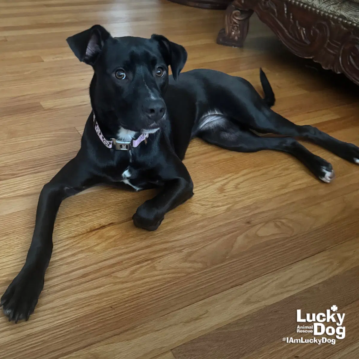 Kelly - Flat-coated Retriever