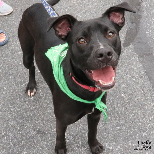 Kelly, a Flat-coated Retriever / Border Collie / Mixed (medium coat) dog for adoption in Washington, DC, photo 1 of 4