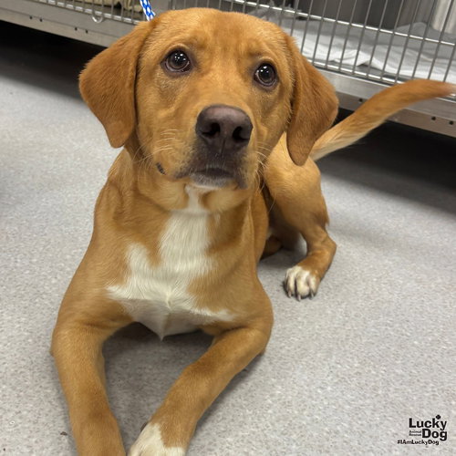 RUSTY - Shepherd / Retriever available for adoption