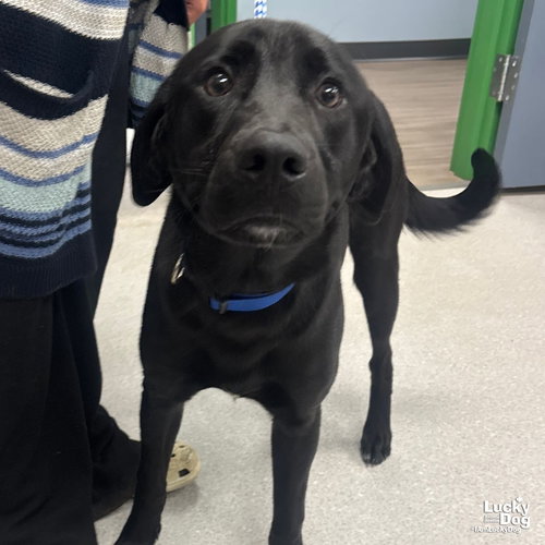 BLEU - Shepherd / Retriever available for adoption