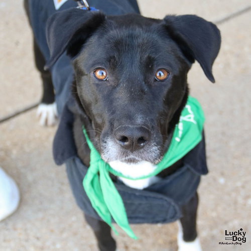 LOXLEY - Labrador Retriever / Retriever available for adoption