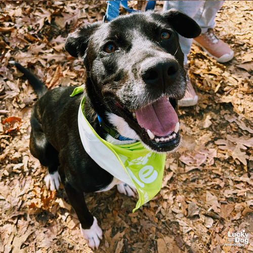 LOXLEY - Labrador Retriever / Retriever available for adoption