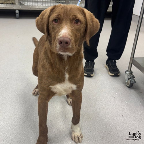 FRITO - Labrador Retriever / Retriever available for adoption
