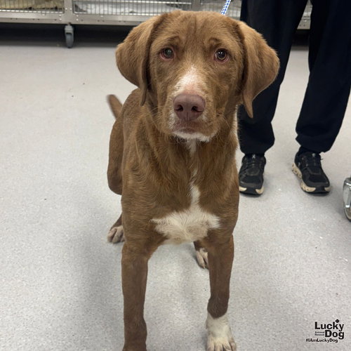 FRITO - Labrador Retriever / Retriever available for adoption