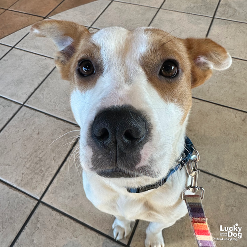 DAPHNE - Cattle Dog / Australian Cattle Dog/Blue Heeler available for adoption