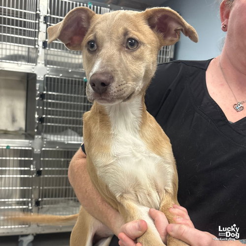 TULLY - Shepherd / Labrador Retriever available for adoption