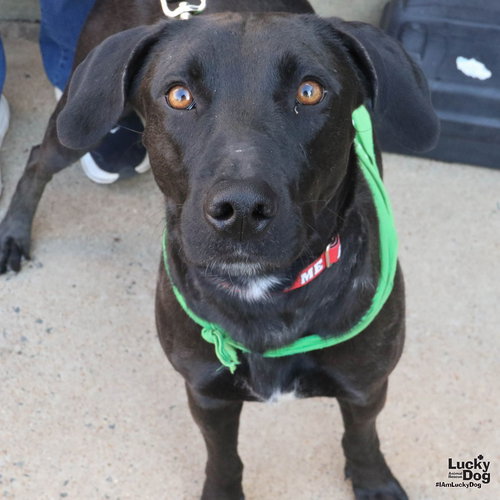 CUCUMBER - Labrador Retriever available for adoption