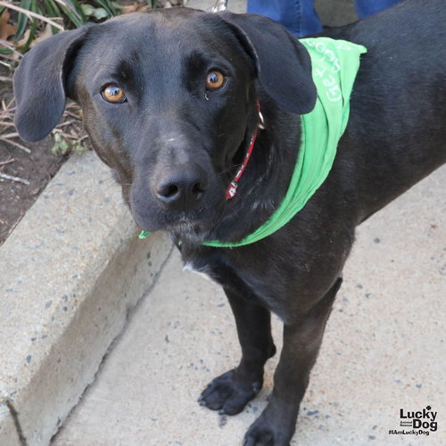 CUCUMBER - Labrador Retriever available for adoption