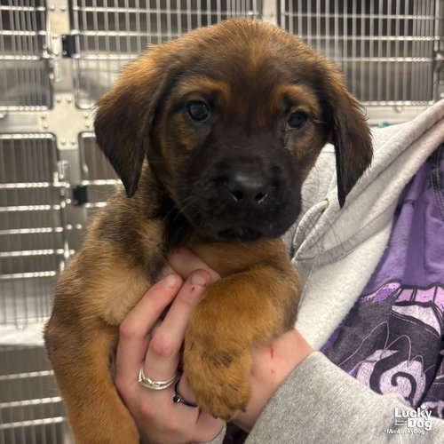 ORION - Labrador Retriever / Shepherd available for adoption