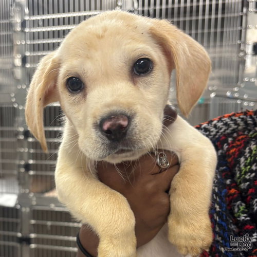 OSLO - Labrador Retriever / Shepherd available for adoption