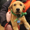 Baby Petal - Photo 3