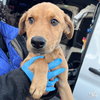 Baby Petal - Photo 4