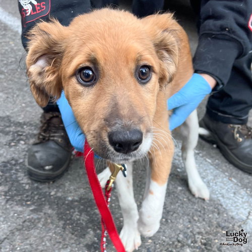 BABY BLOSSOM - Labrador Retriever / Retriever available for adoption