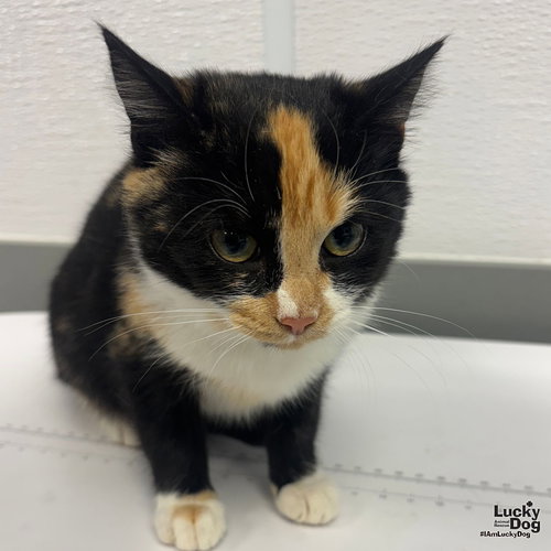MERRY - Domestic Short Hair available for adoption