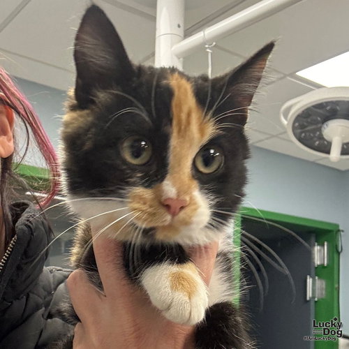 MERRY - Domestic Short Hair available for adoption