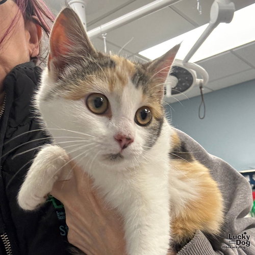 MISTLETOE - Domestic Short Hair available for adoption