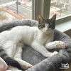 French Toast - Photo 4
