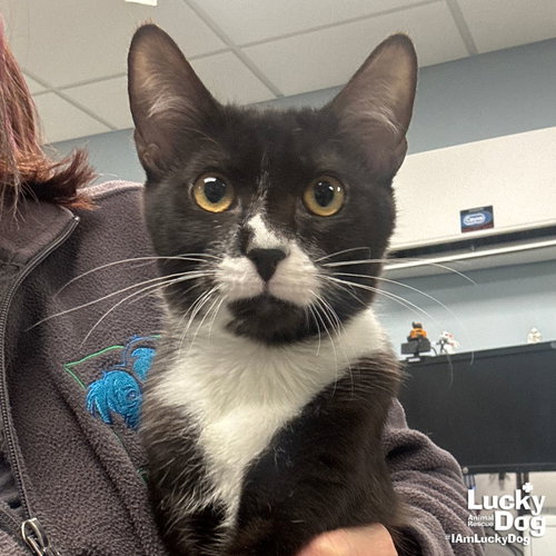 STEVIE - Domestic Short Hair available for adoption