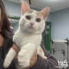 Angelicat - Photo 3