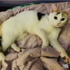 Angelicat - Photo 2