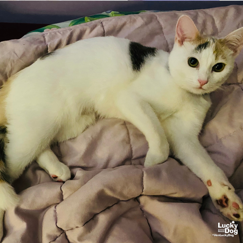 ANGELICAT - Domestic Short Hair available for adoption