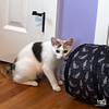 Angelicat - Photo 4