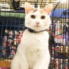 Angelicat - Photo 1