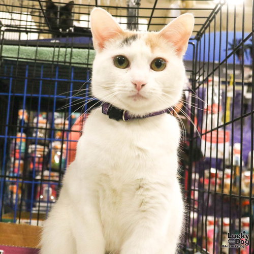 ANGELICAT - Domestic Short Hair available for adoption