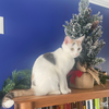 Angelicat - Photo 3