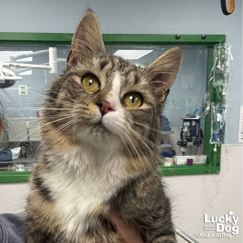 HOLLY - Domestic Medium Hair available for adoption