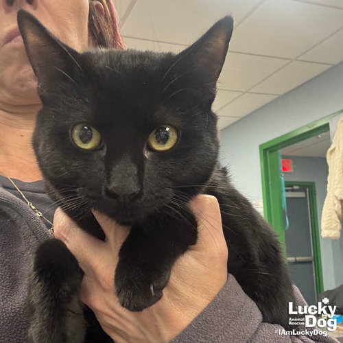 MISTY - Domestic Short Hair available for adoption