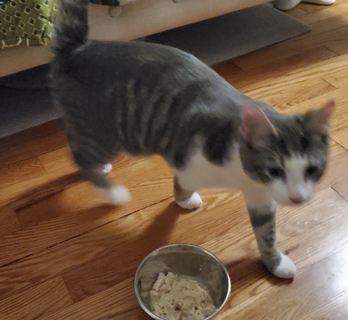 ROD - Domestic Short Hair available for adoption
