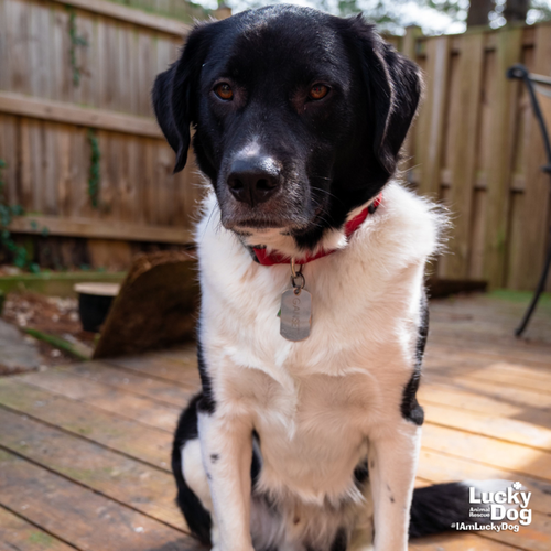 GARCIA - Border Collie / Great Pyrenees available for adoption