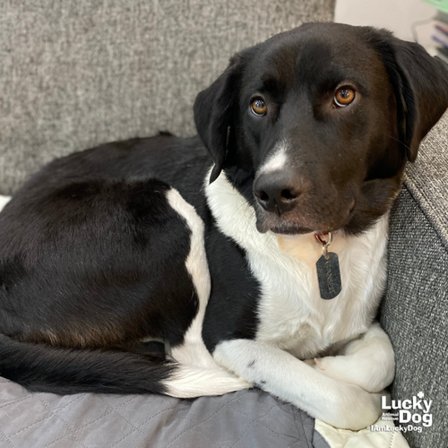 GARCIA - Border Collie / Great Pyrenees available for adoption