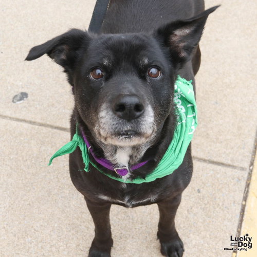MAYA - Labrador Retriever available for adoption