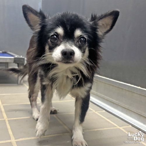 TREVOR - Pomeranian / Chihuahua available for adoption