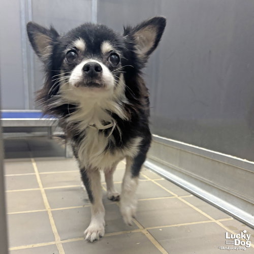 TREVOR - Pomeranian / Chihuahua available for adoption