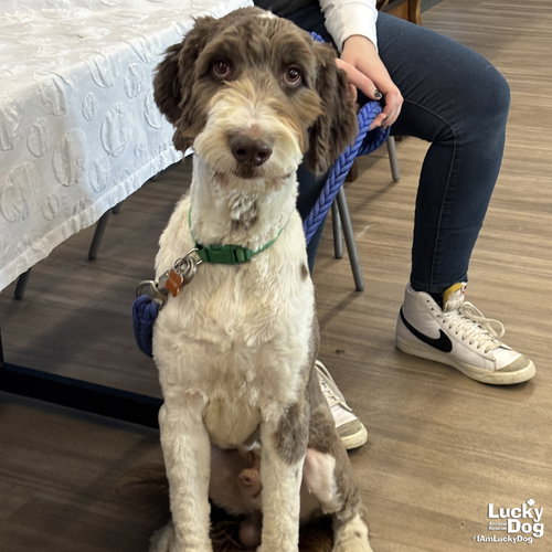 GRAVY - Labrador Retriever / Poodle (unknown type) available for adoption