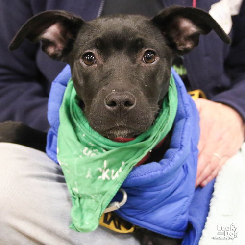 ZURI - Labrador Retriever available for adoption