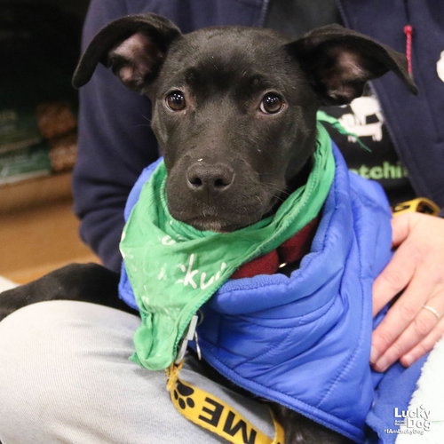ZURI - Labrador Retriever available for adoption