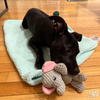 Zuri - Photo 3